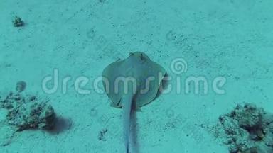 <strong>红海</strong>的鱼，泰尼乌拉兰玛斑点彩带尾线躺在沙滩上，或漂浮在<strong>红海</strong>礁的珊瑚中